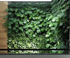植物墙   室内植物生态墙    室外植物墙
